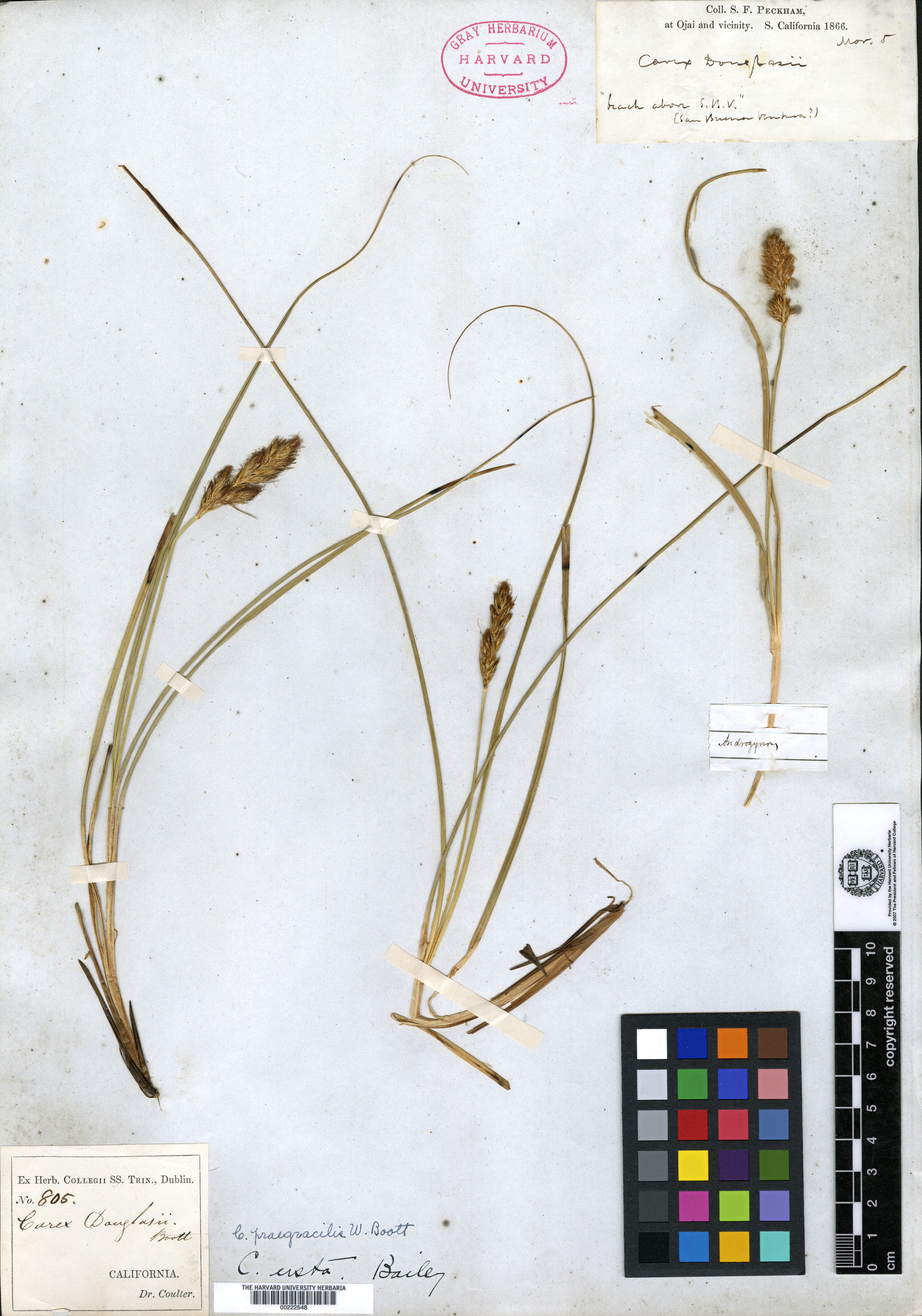 Carex douglasii var. brunnea image
