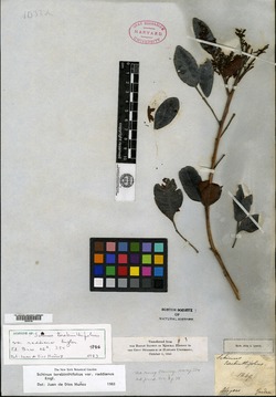 Schinus terebinthifolius var. raddianus image