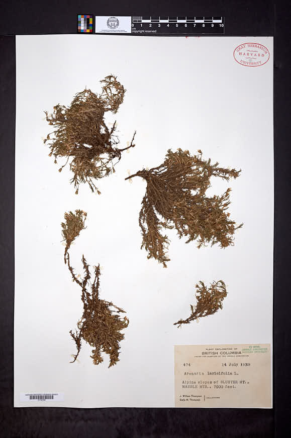 Cherleria laricifolia image