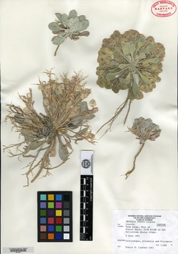 Physaria dornii image