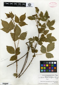 Rubus dissitiflorus image