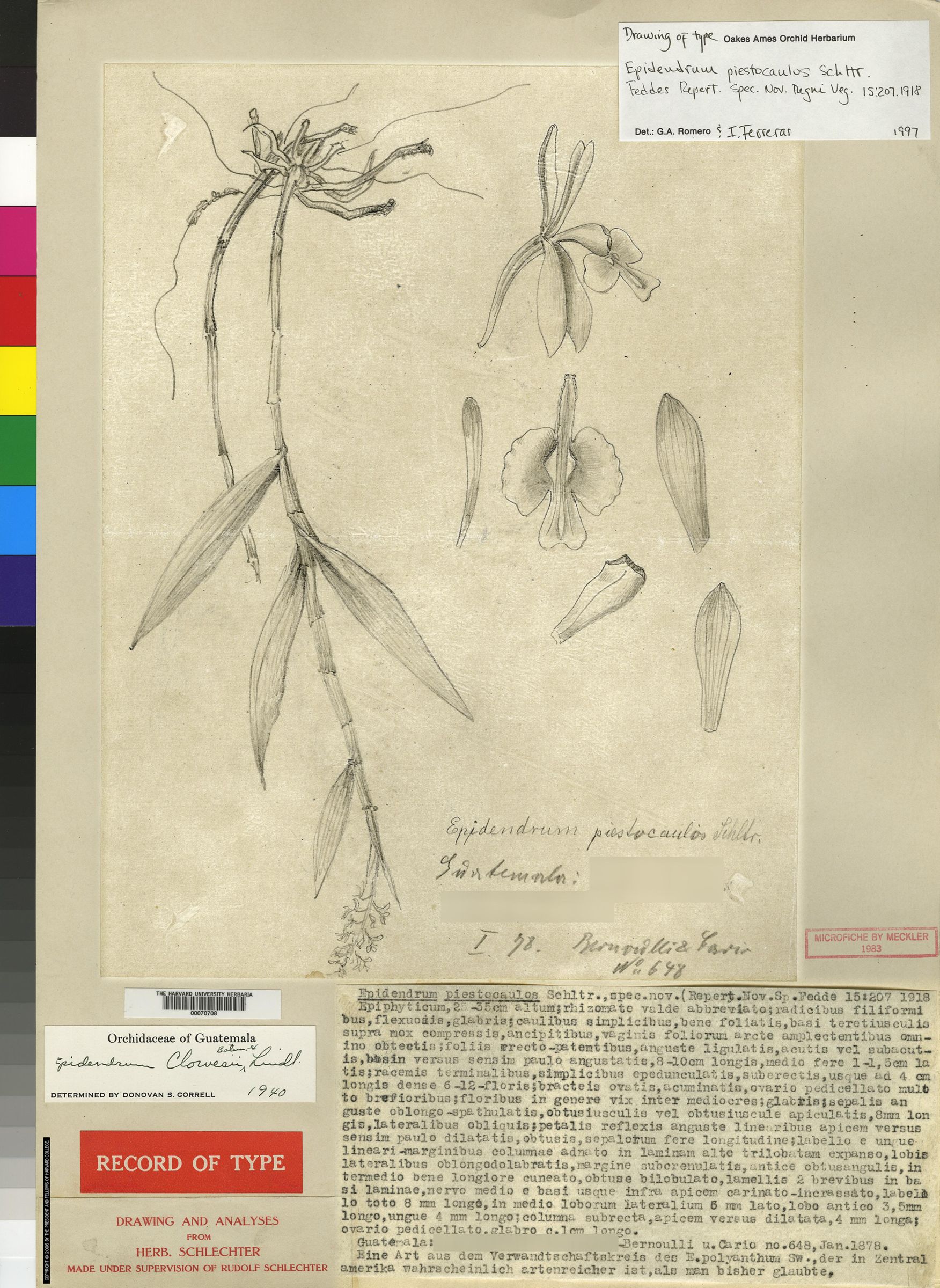 Epidendrum piestocaulos image