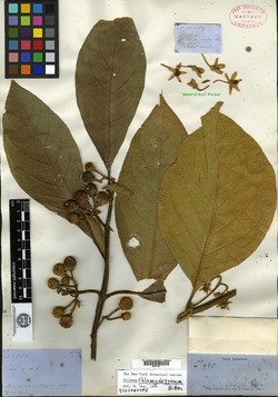 Solanum chlamydogynum image