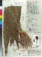 Dendrochilum eximium image
