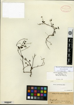 Salvia parciflora image