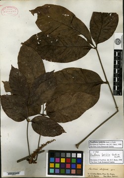 Paullinia latifolia image