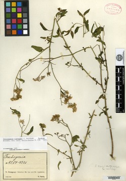 Trichogonia fiebrigii image
