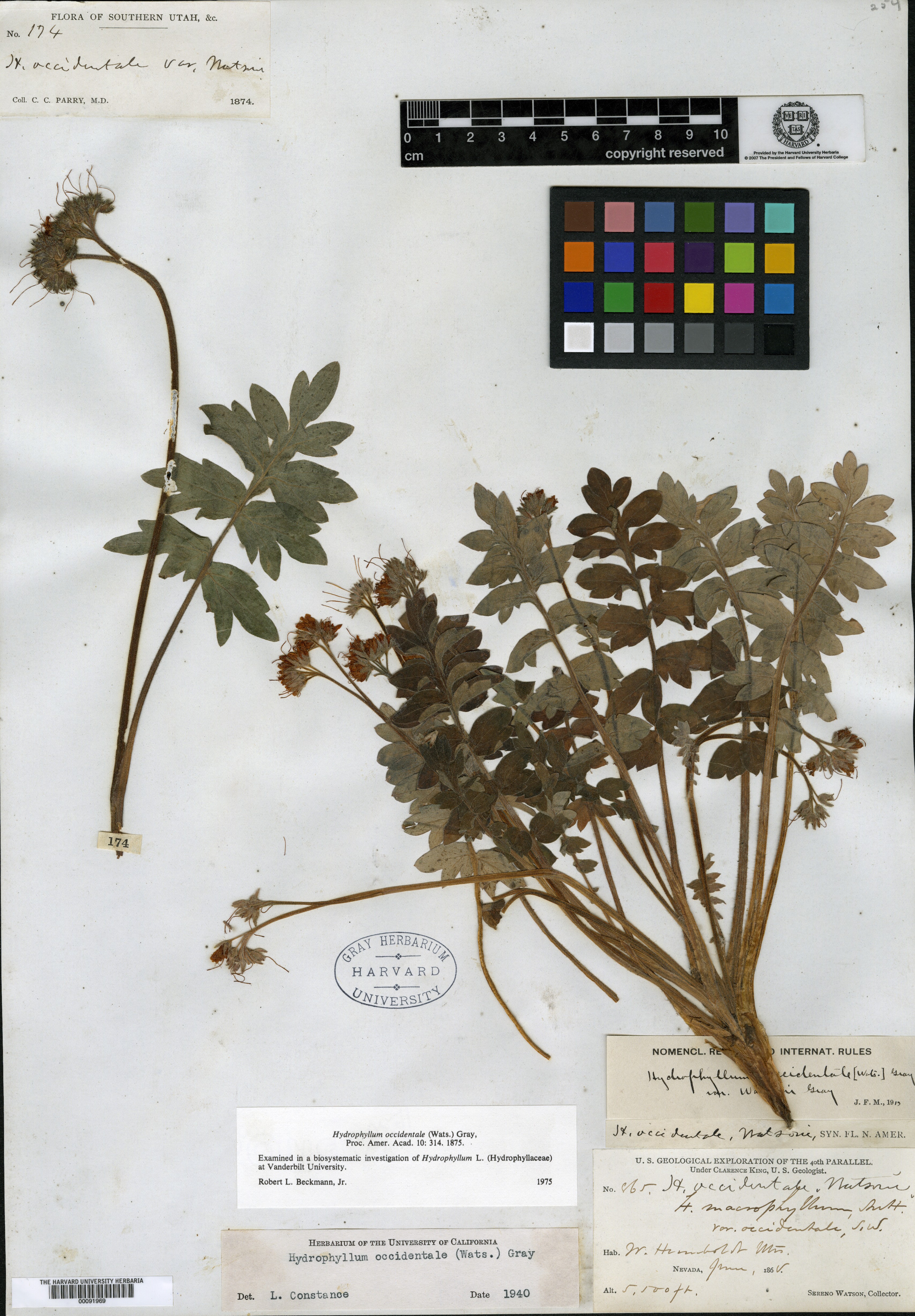 Hydrophyllum macrophyllum var. occidentale image