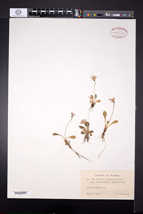 Primula cuneifolia subsp. saxifragifolia image