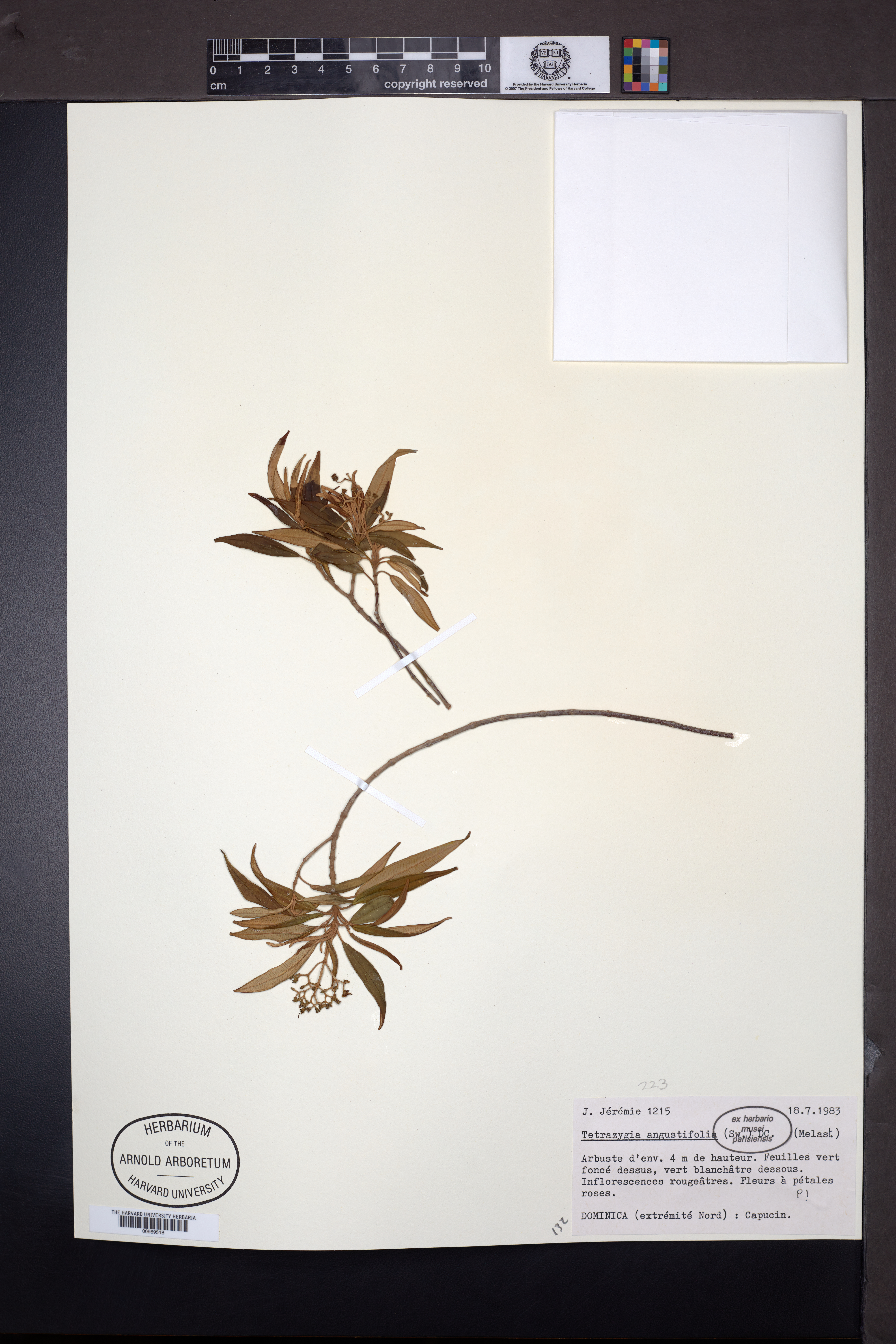 Tetrazygia angustifolia image