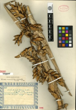 Vriesea pycnantha image
