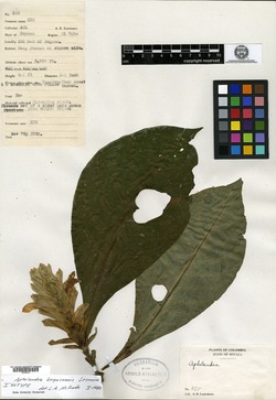 Aphelandra boyacensis image