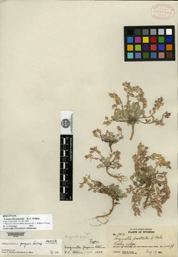Physaria carinata subsp. paysonii image