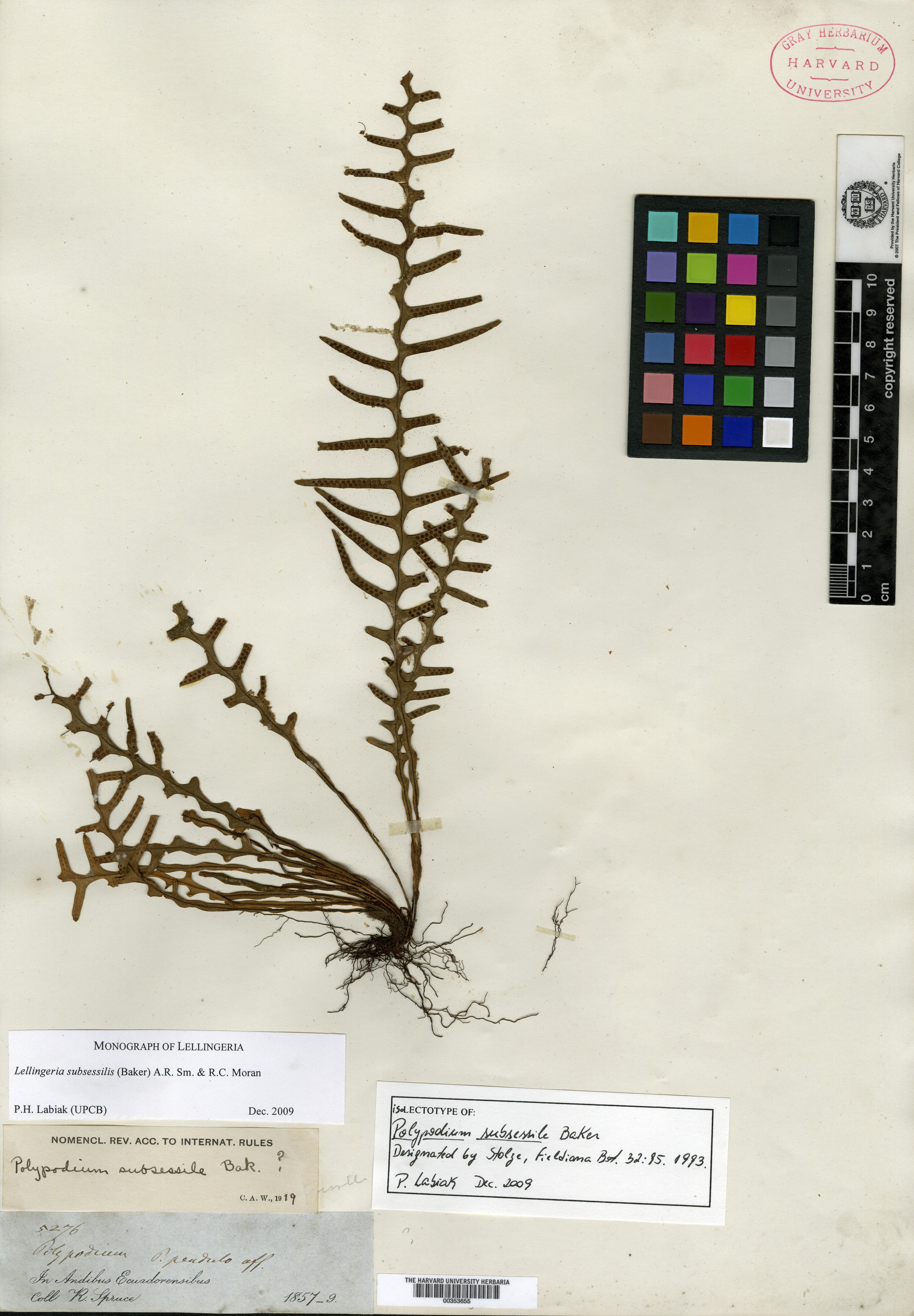 Polypodium subsessile image
