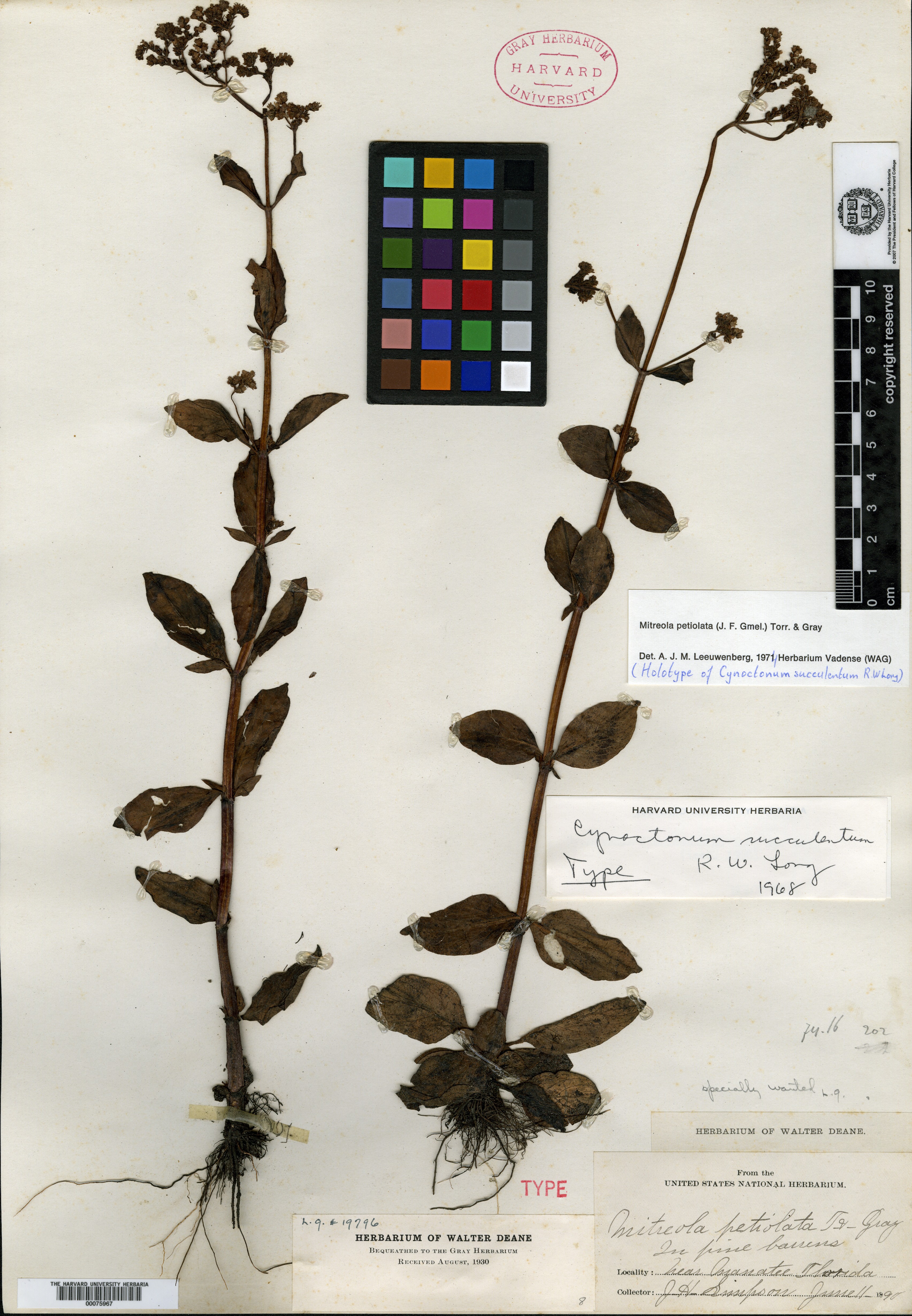 Cynoctonum succulentum image