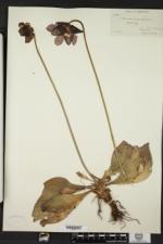 Sarracenia purpurea image