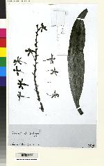 Epidendrum parviflorum image