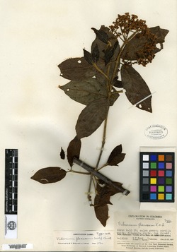 Viburnum floccosum image