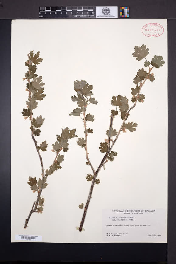 Ribes hirtellum var. calcicola image