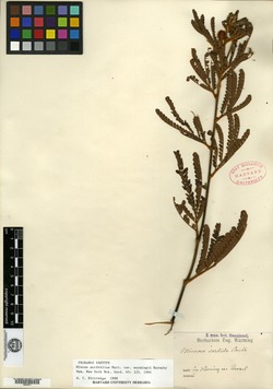 Mimosa brevipes image