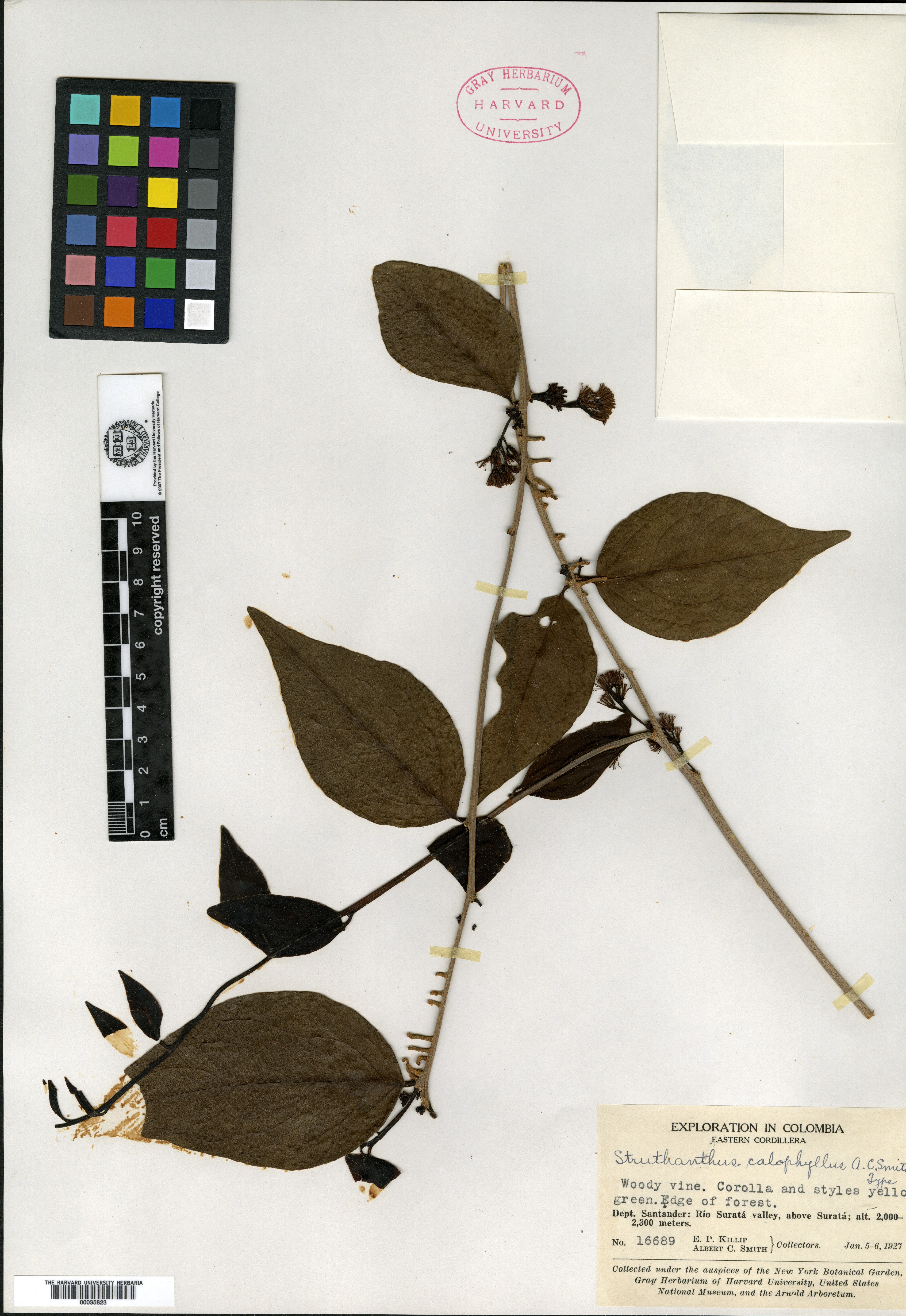 Struthanthus calophyllus image