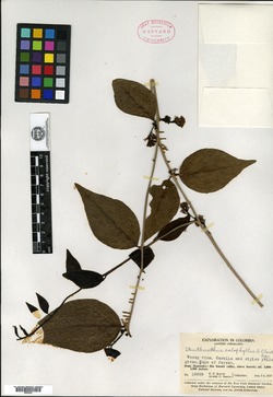 Struthanthus calophyllus image