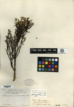 Alternanthera filifolia subsp. glauca image