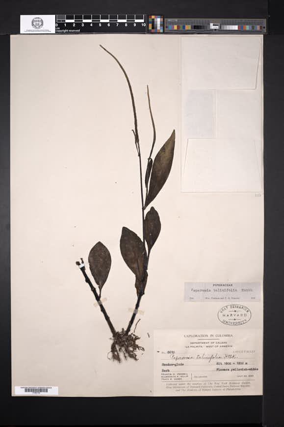 Peperomia talinifolia image