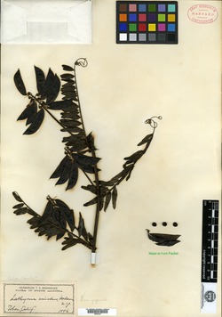 Vicia nigricans image
