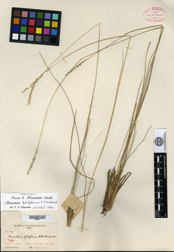 Mesosetum filifolium image