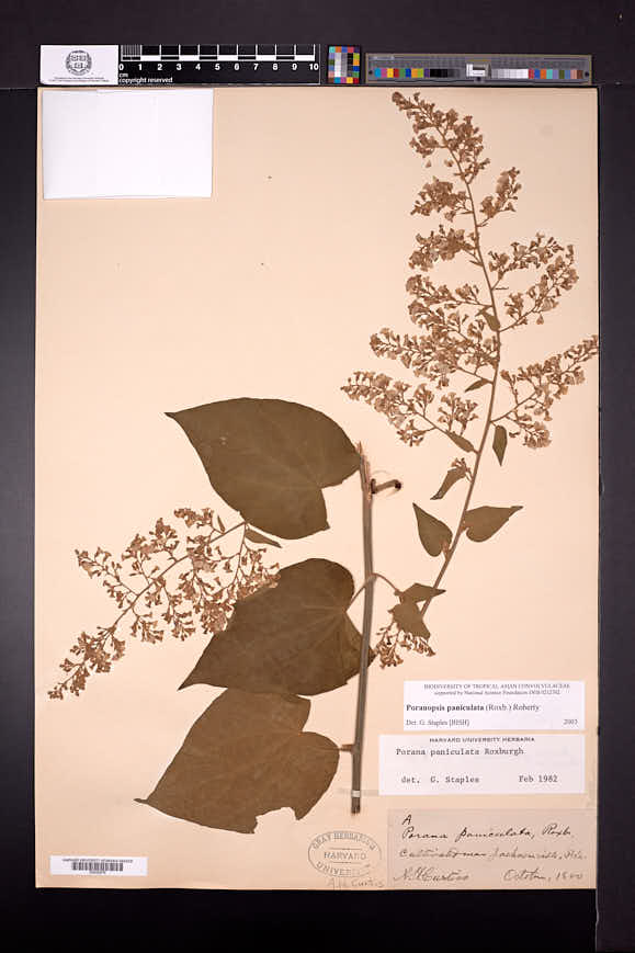 Poranopsis paniculata image