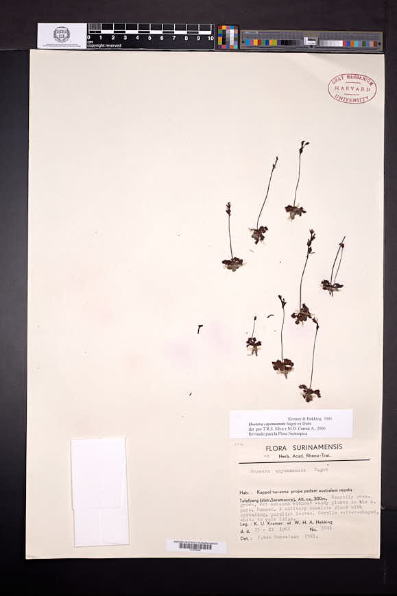 Drosera cayennensis image