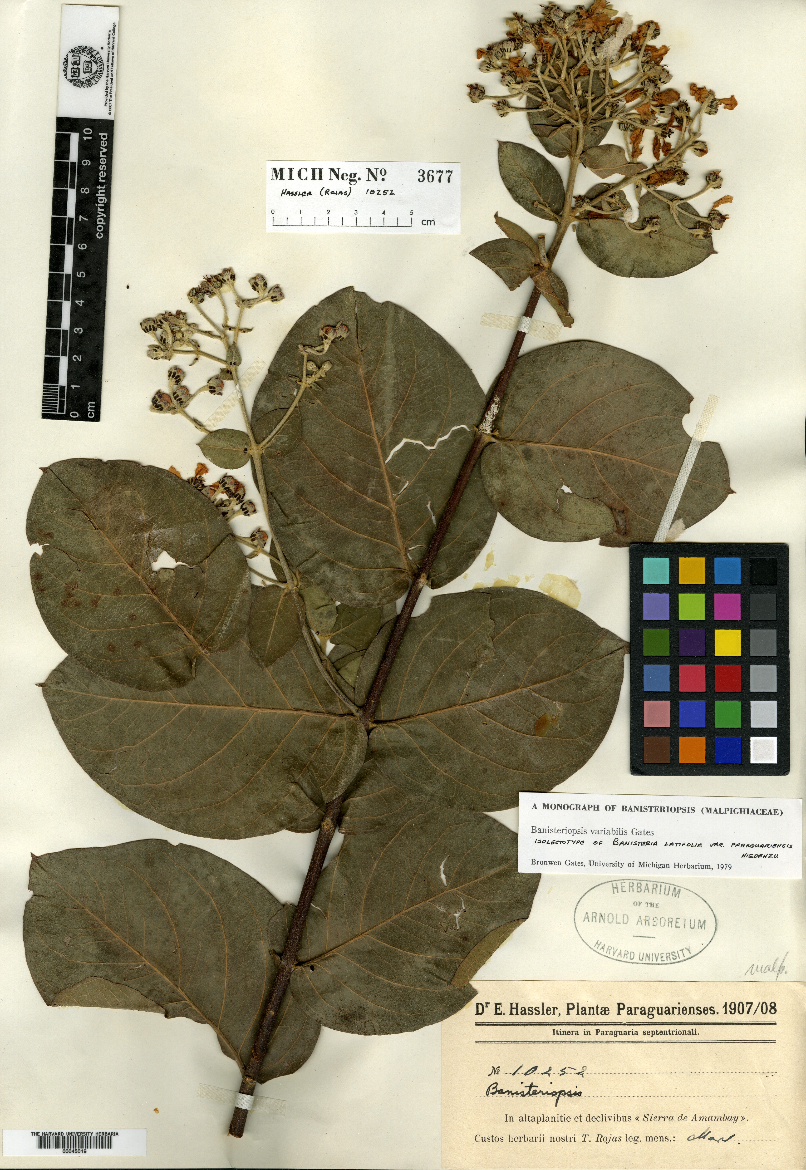 Bronwenia brevipedicellata image
