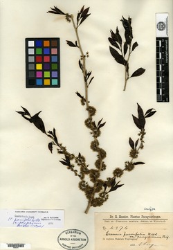 Casearia singularis image