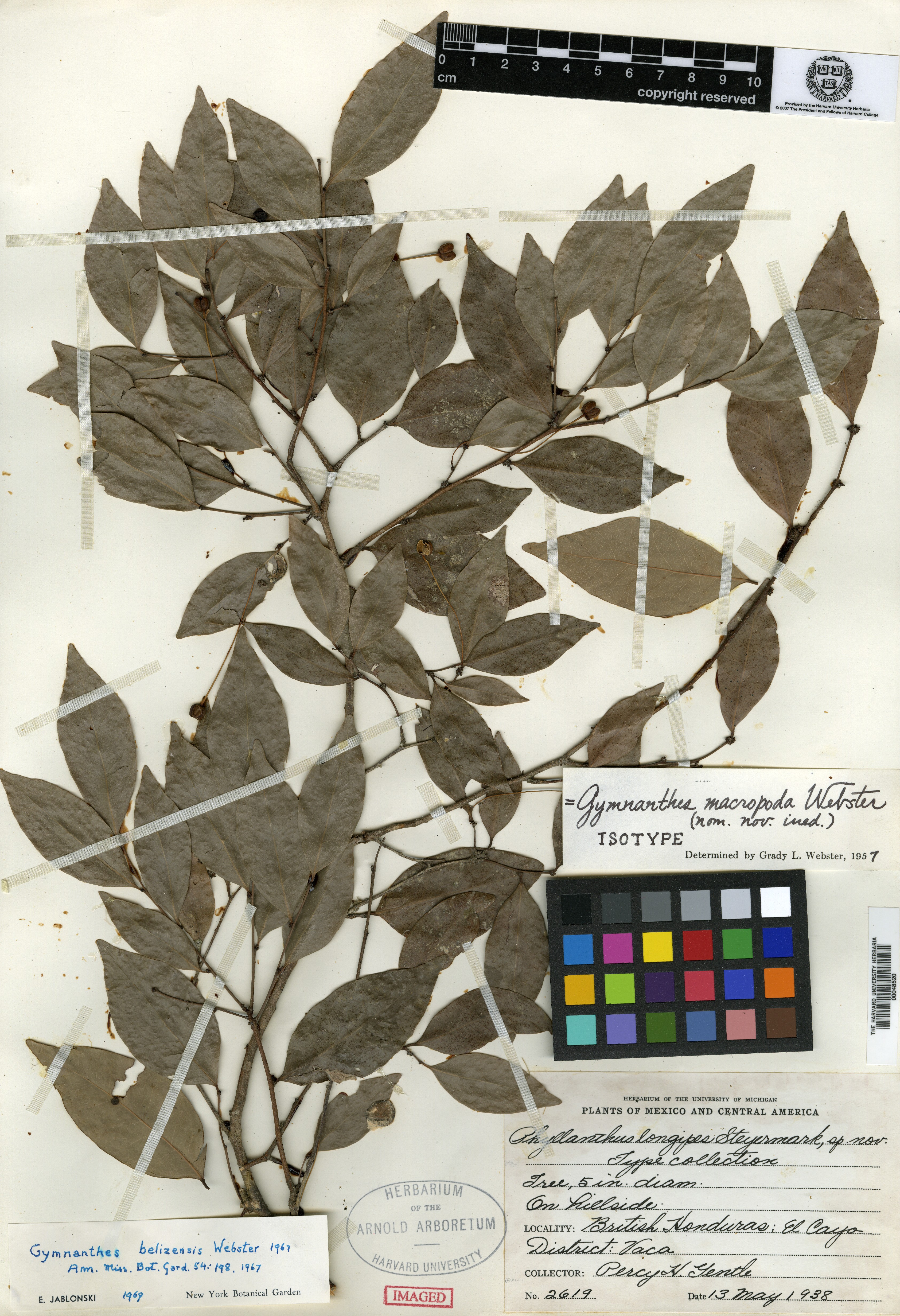 Phyllanthus longipes image