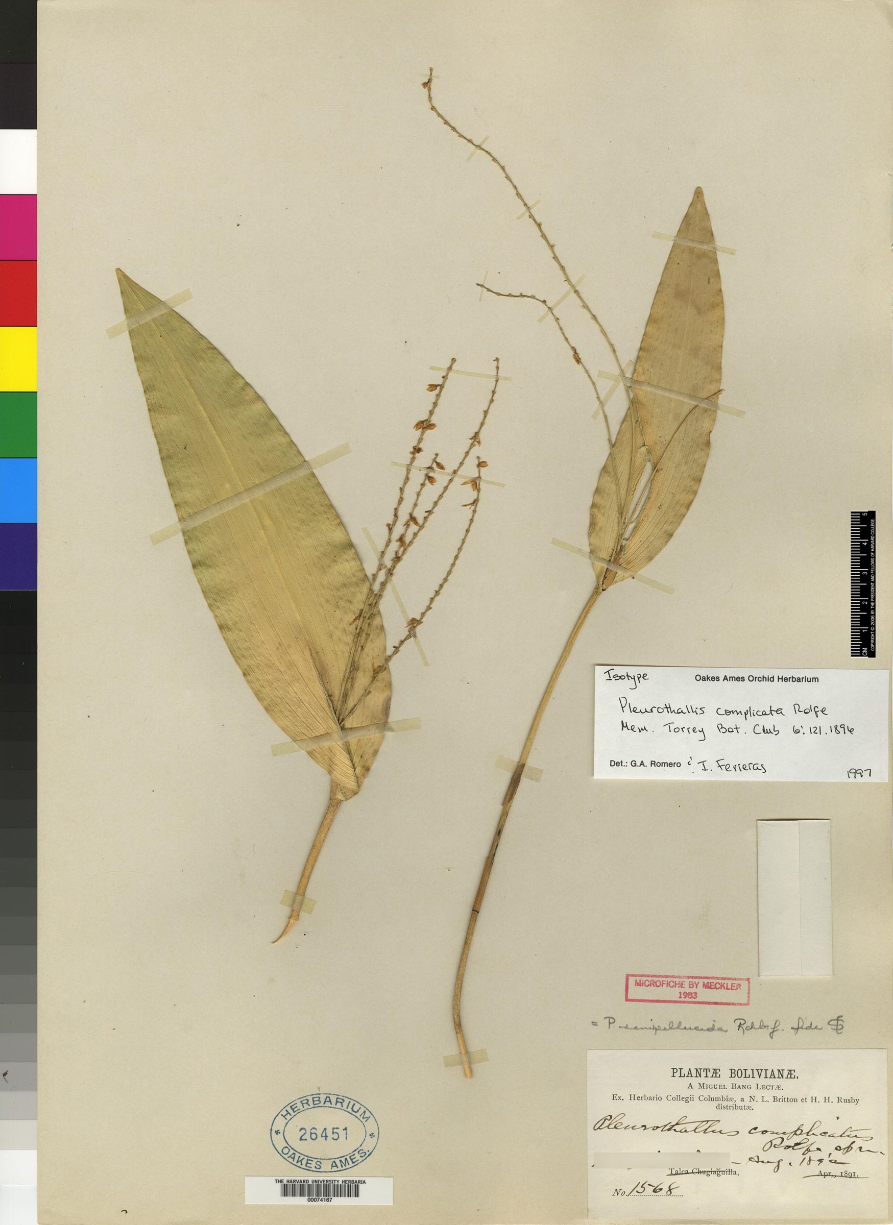 Pleurothallis cyathiflora image