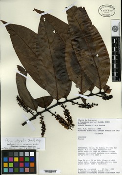 Prunus integrifolia image