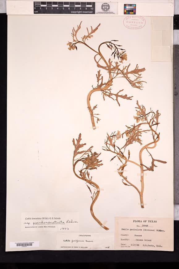 Cakile lanceolata subsp. pseudoconstricta image