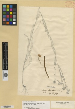 Erigeron bustillosianus image