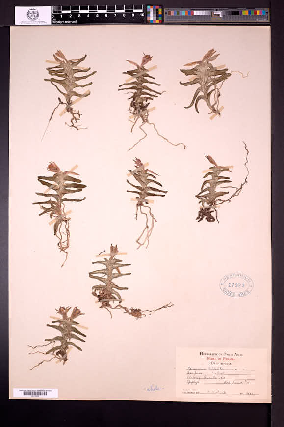 Epidendrum discolor image