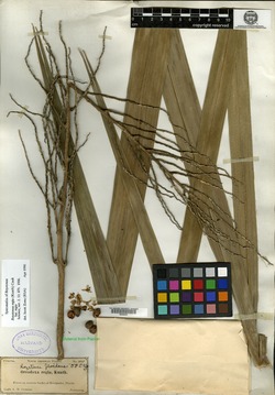 Roystonea floridana image