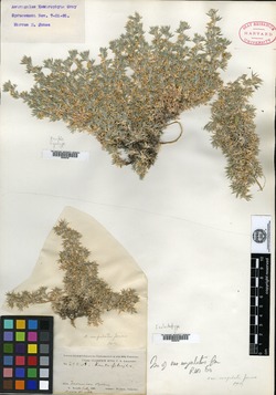 Astragalus kentrophyta var. ungulatus image