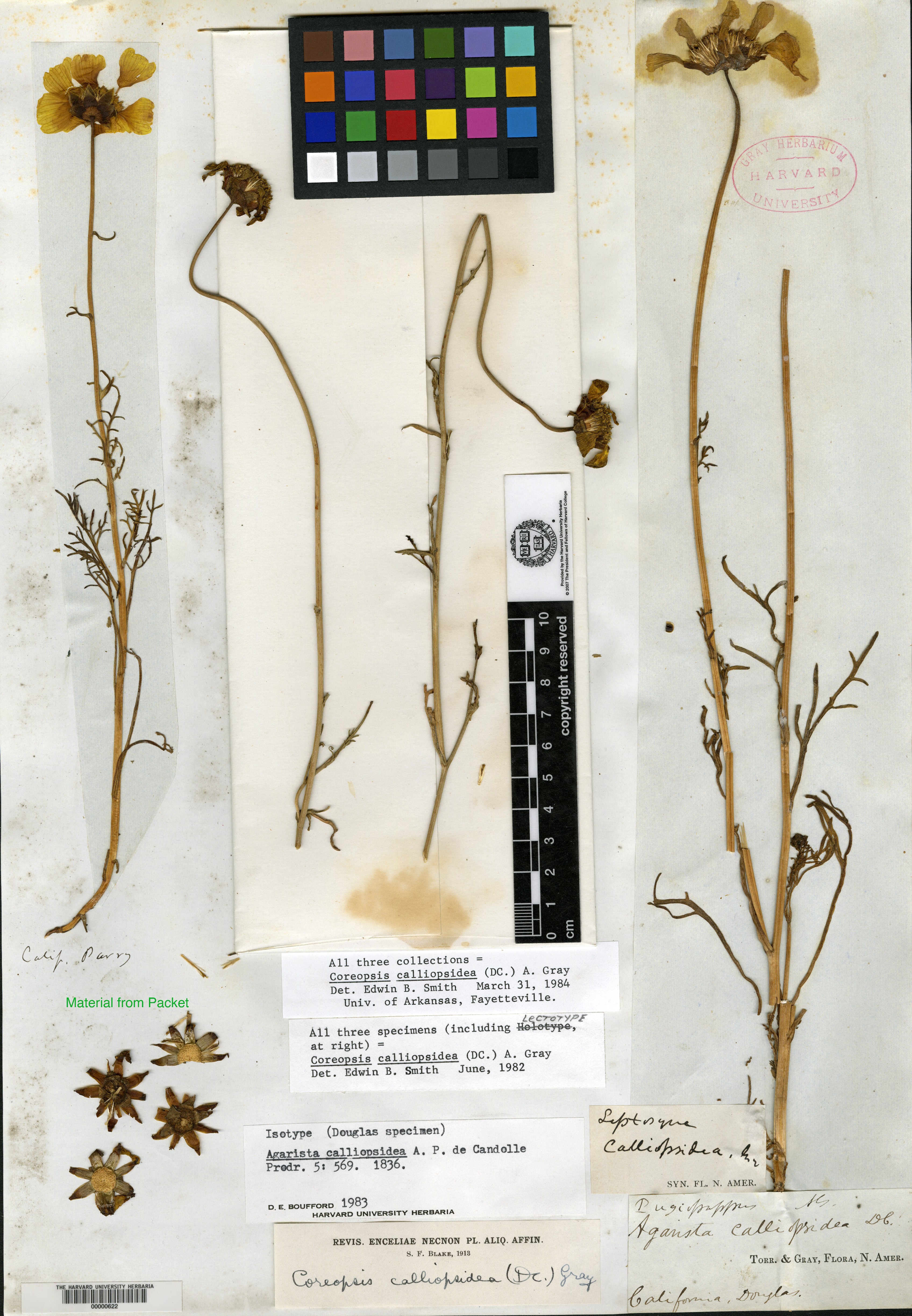Coreopsis calliopsidea image