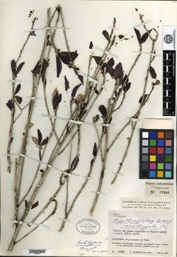 Argythamnia cubensis image