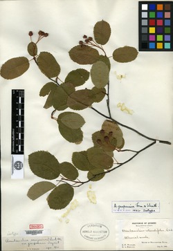 Amelanchier sanguinea var. gaspensis image