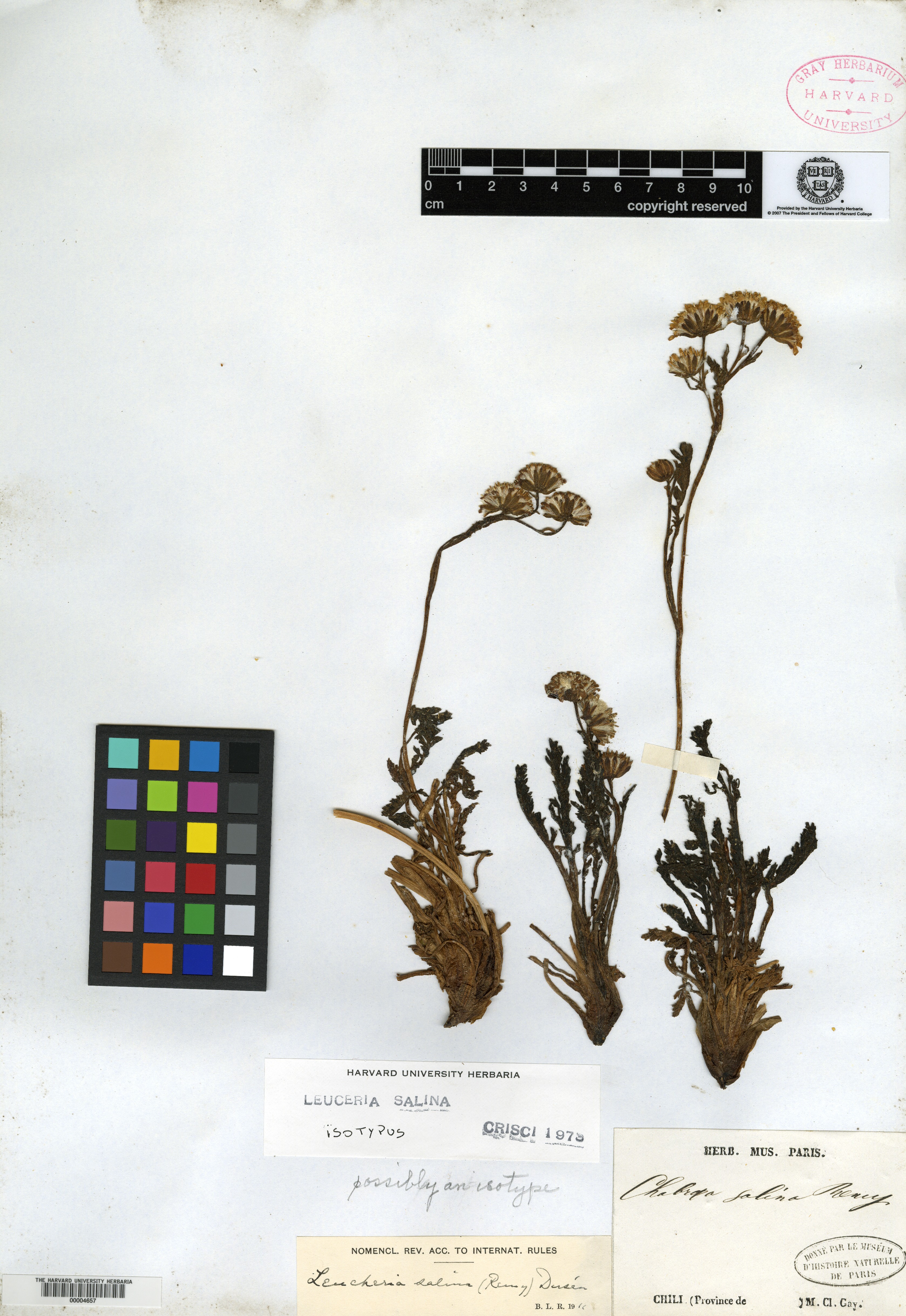 Leucheria salina subsp. salina image