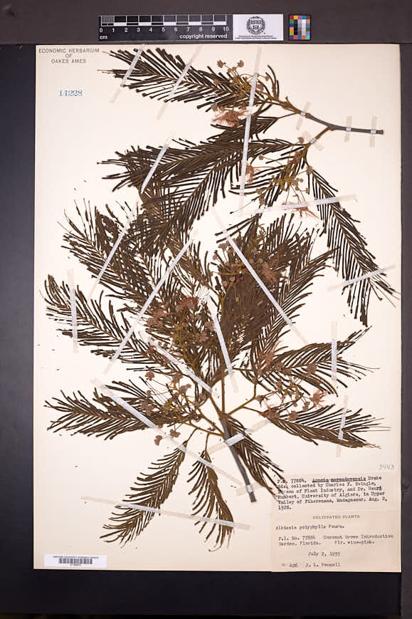 Albizia polyphylla image