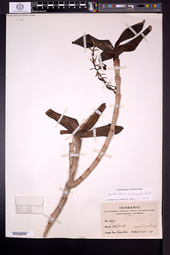 Epidendrum radioferens image