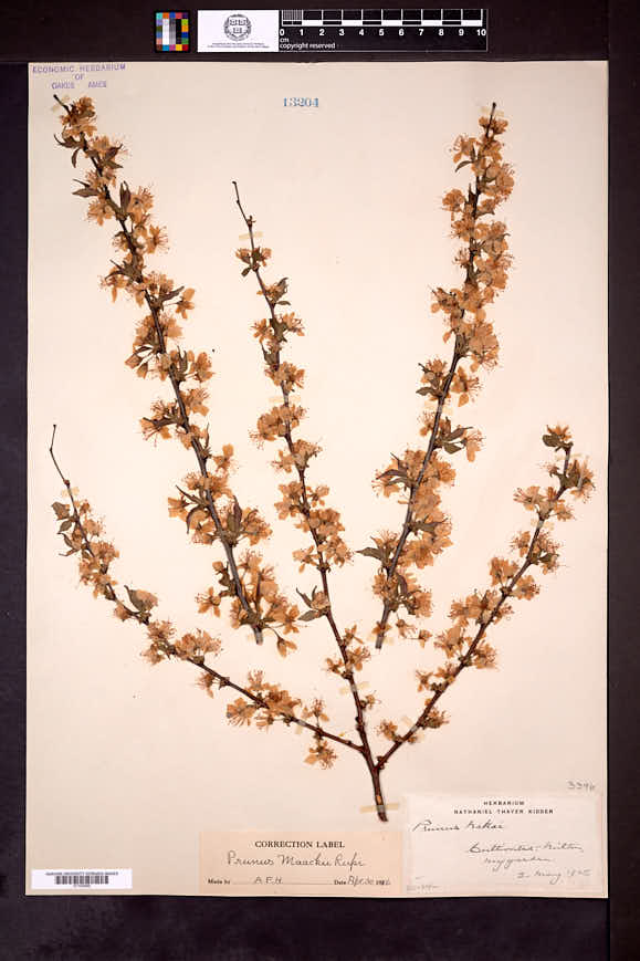 Prunus maackii image