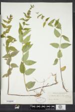 Scutellaria churchilliana image